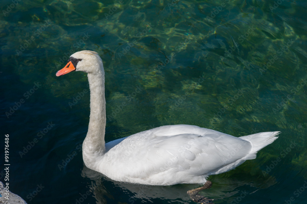 Naklejka premium White Swan