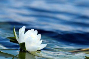 Acrylglasbilder Wasserlilien Weiße Seerosenblüte auf dunklem Wasser  © alexkich