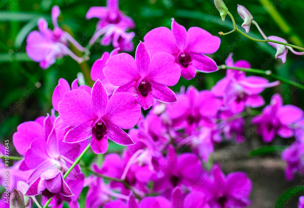 Purple orchid with in garden.