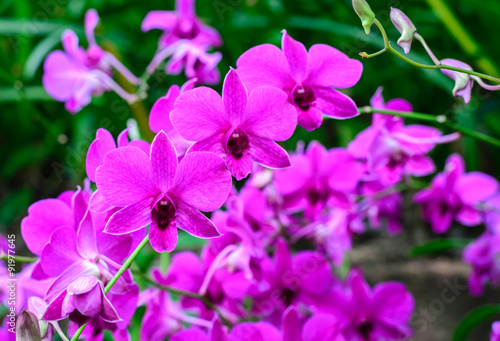Purple orchid with in garden.