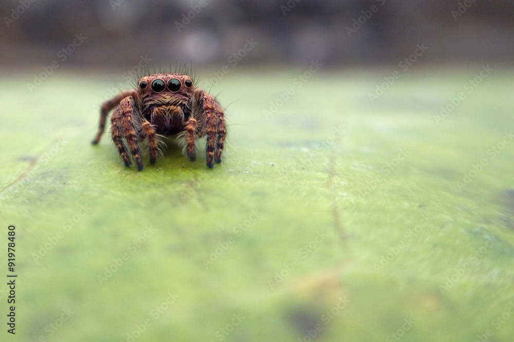 jumping spider on leaf jumping spider on leaf