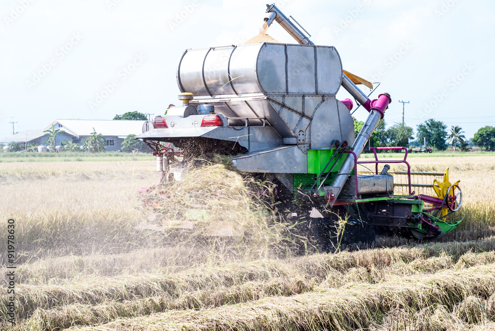 Fototapeta premium Combine harvester harvesting rice