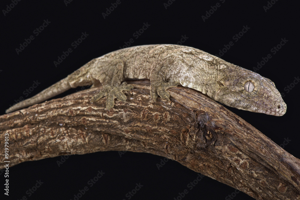 Obraz premium New Caledonian Giant Gecko (Rhacodactylus leachianus)
