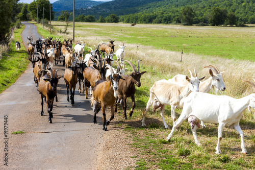 herd of goats on the road, Aveyron, Midi Pyrenees, France