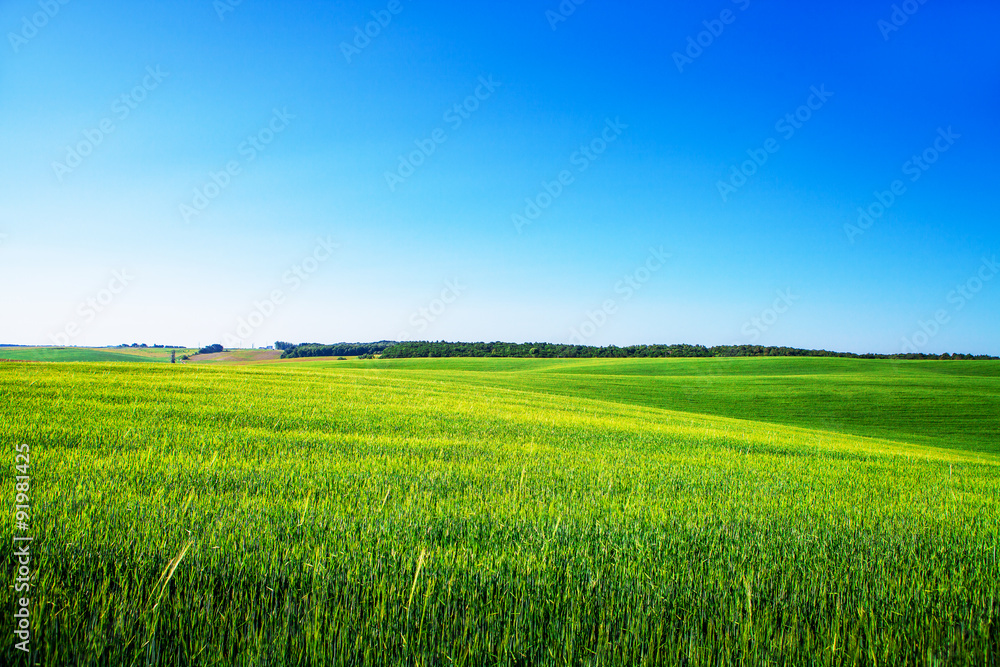 Wheat field Wheat field