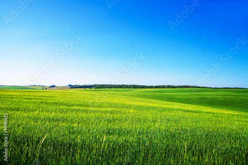 Wheat field