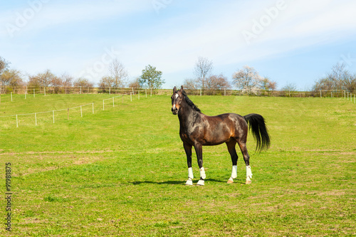 Purebred stallion in bandages standing on pasturage. Multicolore © AnnaElizabeth
