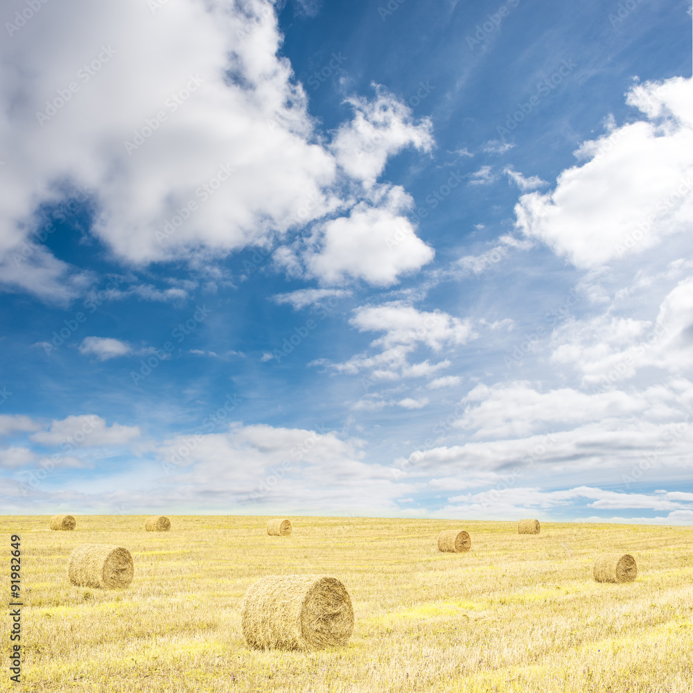 Harvested wheat field with hay rolls and blue sky with clouds