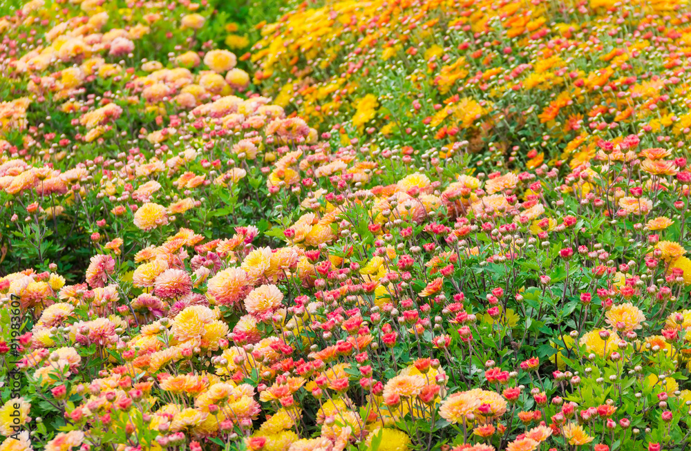 Red and yellow blossoming chrysanthemums