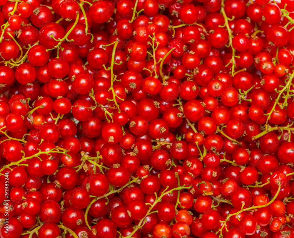 Background made of red currant berries Background made of red currant berries