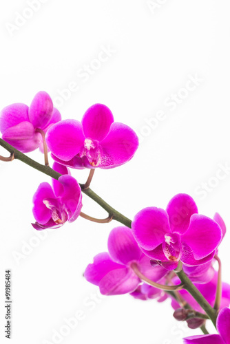 Small purple Moth orchids close up