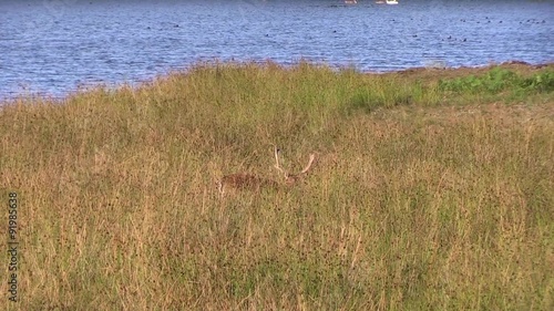 One fallow deer (Dama dama)stag grazing in high vegetation close to fresh water lake. Some birds swim and fly by in background. Only top part of deer and antlers visible.