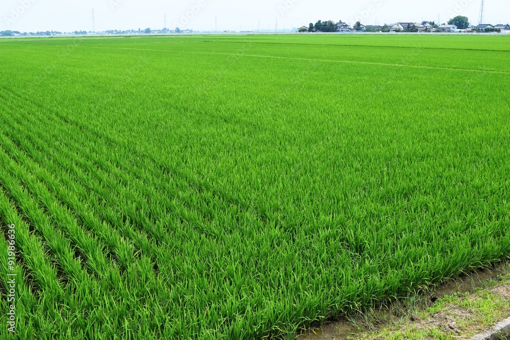 Obraz premium 田植え50日後の田園風景／山形県の庄内地方で、田植え50日後の田園風景を撮影した写真です。