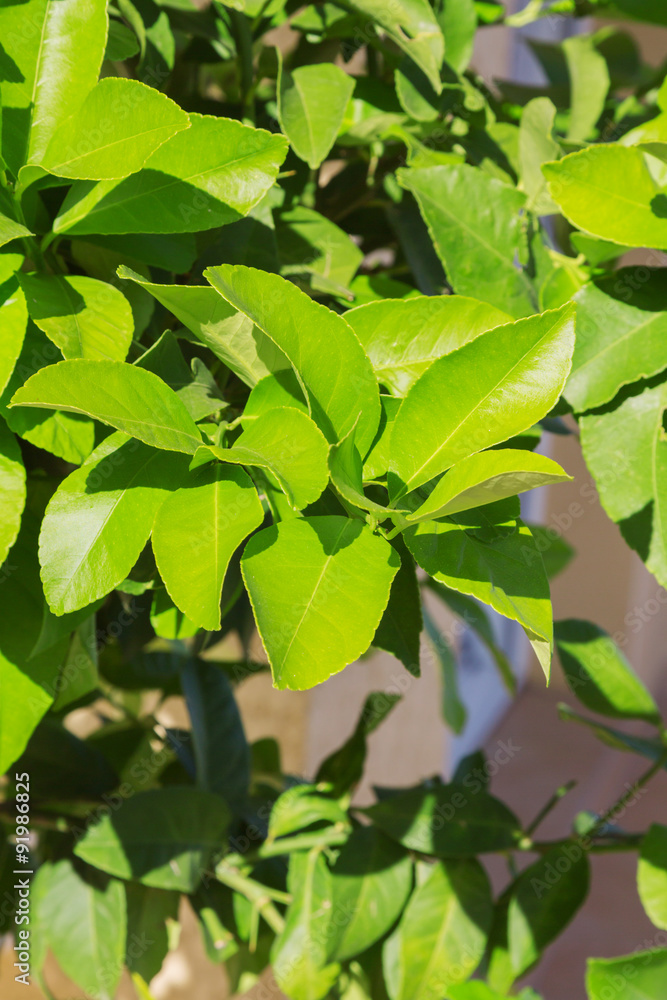 lemon tree branch day outdoors lemon tree branch day outdoors