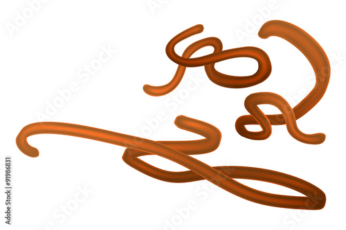 Ebola Virus Virion
