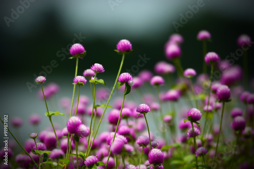 Fototapeta Naklejka Na Ścianę i Meble -  Purple globe amaranth Flower