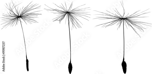 three black dandelion seeds silhouette isolated on white