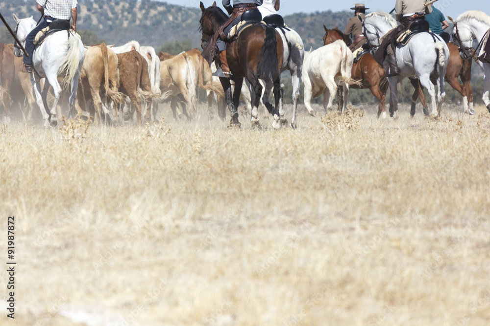 Vaqueros a caballo dirigiendo a las vacas. Rebaño de vacas mansas. Traslado de vacas. Vacas en el campo. Vaqueros a caballo dirigiendo a las vacas. Rebaño de vacas mansas. Traslado de vacas. Vacas en el campo.