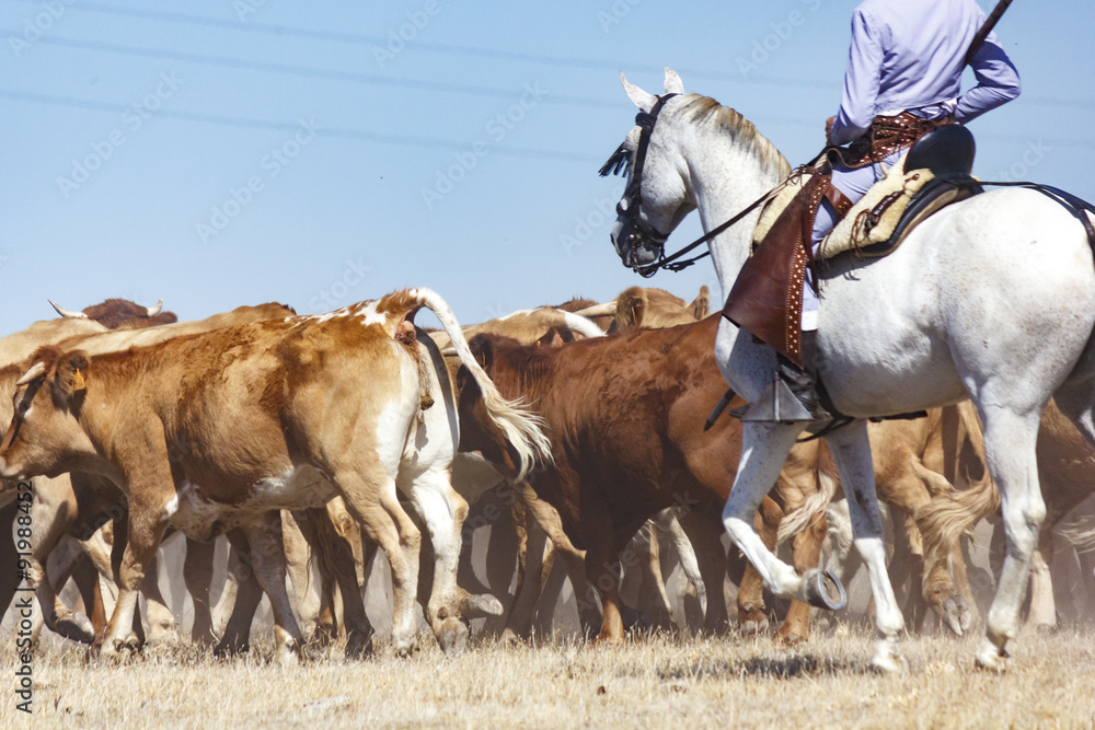 Vaqueros a caballo dirigiendo a las vacas. Rebaño de vacas mansas. Traslado de vacas. Vacas en el campo. Vaqueros a caballo dirigiendo a las vacas. Rebaño de vacas mansas. Traslado de vacas. Vacas en el campo.