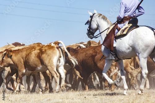 Fototapeta Naklejka Na Ścianę i Meble -  Vaqueros a caballo dirigiendo a las vacas. Rebaño de vacas mansas. Traslado de vacas. Vacas en el campo.