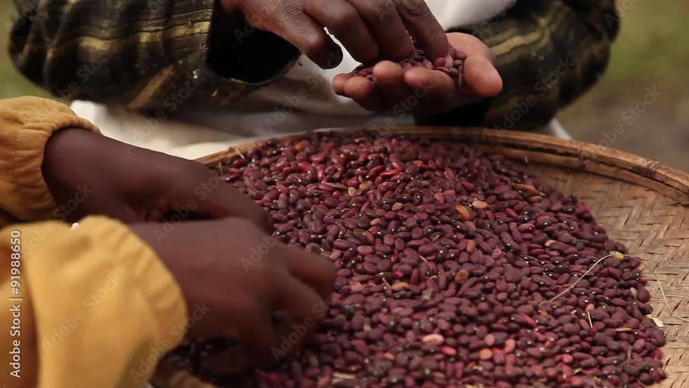 Sorting Through Red Beans Tight Shot Sorting Through Red Beans Tight Shot