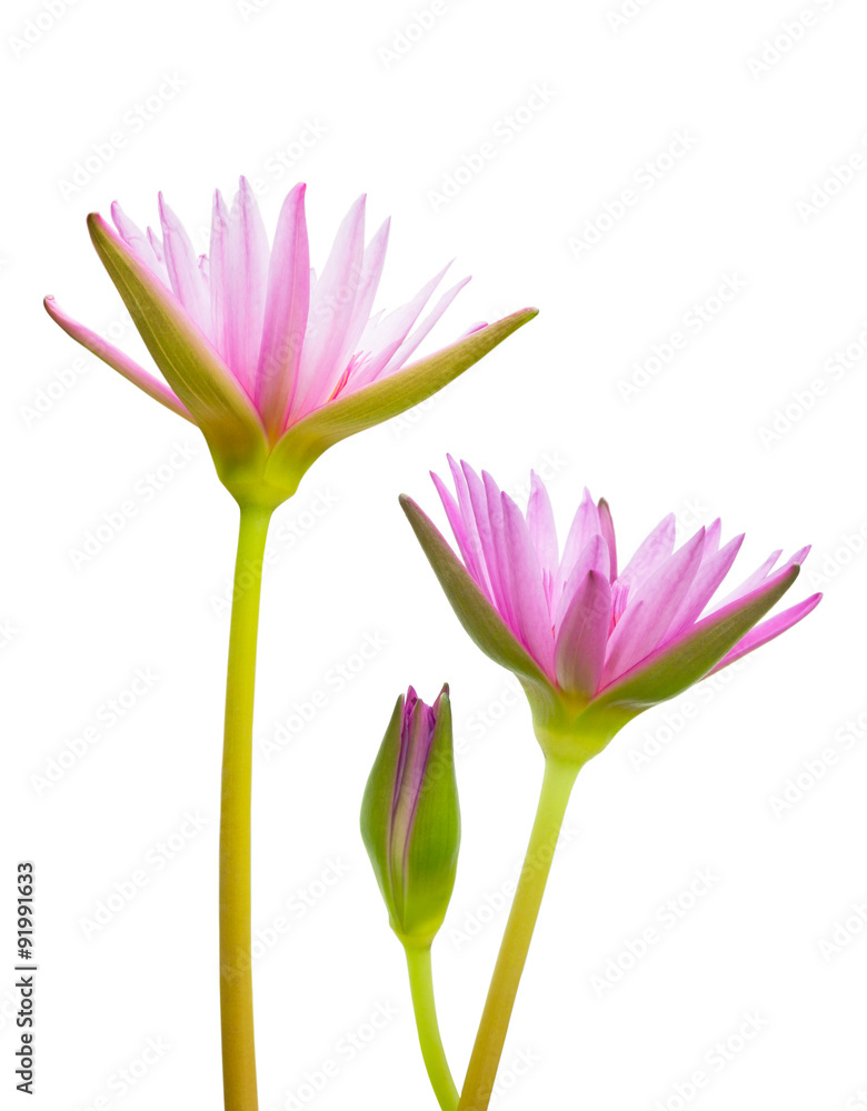 Fototapeta premium pink lotus isolated on white background