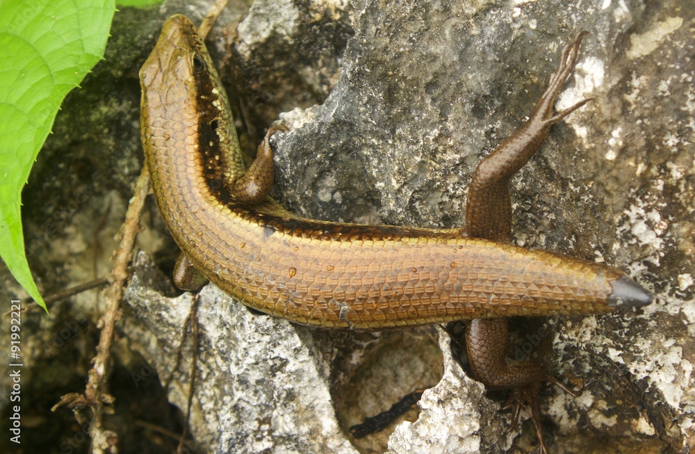 Fototapeta premium A tailless common sun skink(eutropis multifasciata) soaks up the warmth of this sun-heated limestone rock, near Vang Vieng, Laos.