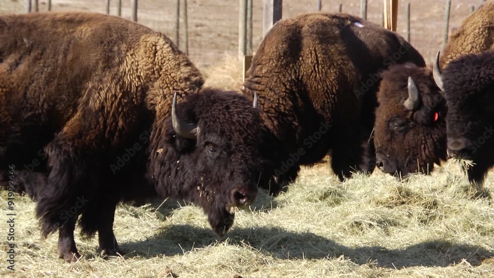 Tight Shot of Bison Eating Tight Shot of Bison Eating