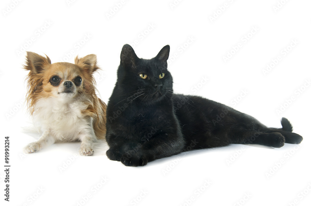 black cat and chihuahua black cat and chihuahua