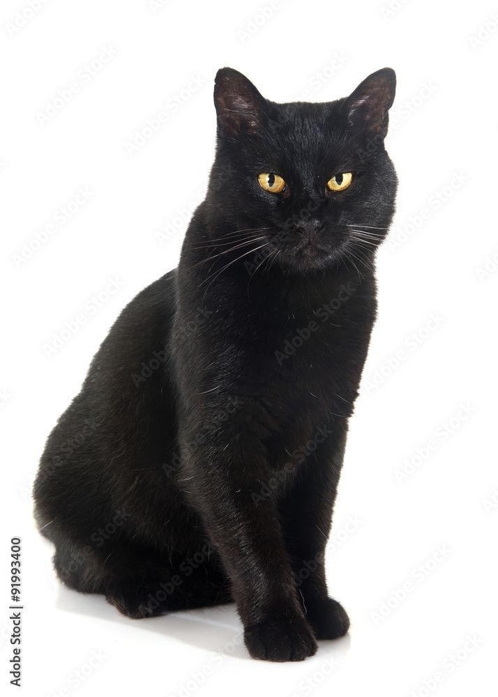 Obraz premium black cat