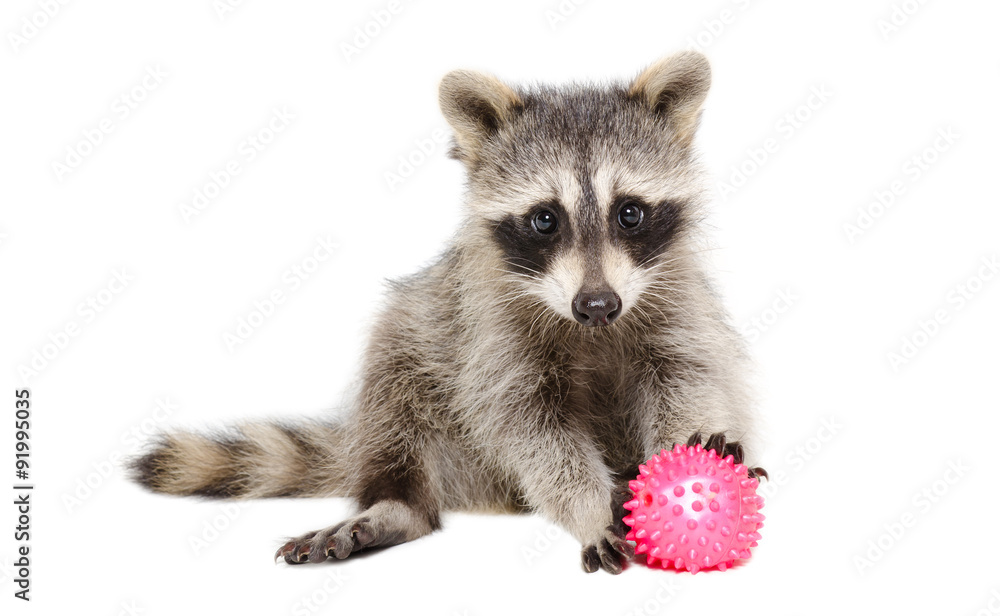 Raccoon playing toy ball