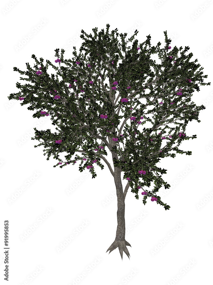 Blackthorn or sloe tree - 3D render