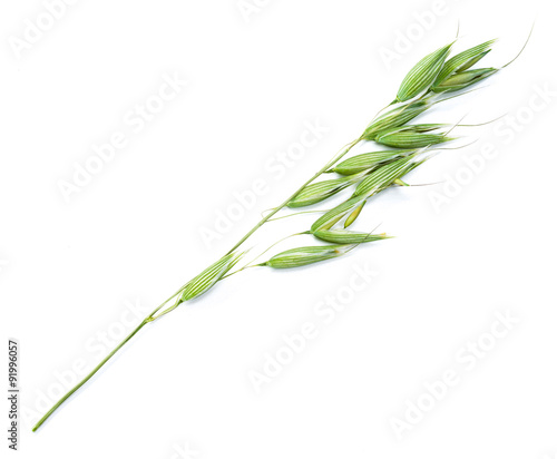 Green oat isolated on white background.