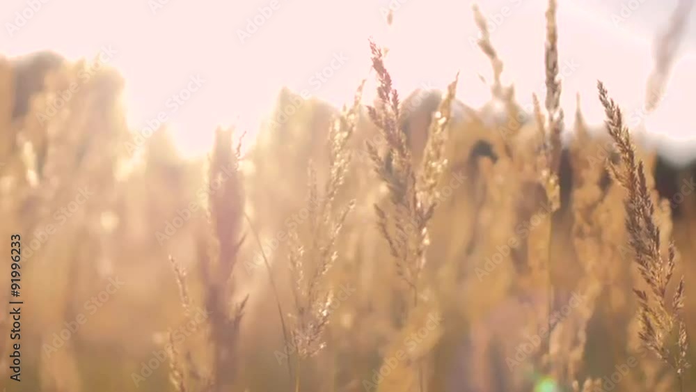 Grass in the sunset light Grass in the sunset light