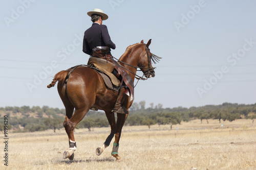 Vaquero montando a caballo. Paseo a caballo. Deporte ecuestre. Equitación deportiva.