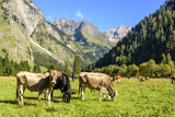 idyllische Szenerie im Allgäu mit grasender Kuhherde