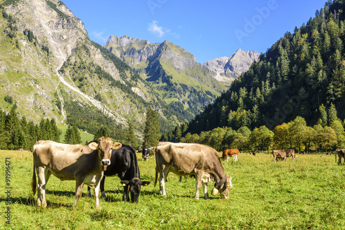 idyllische Szenerie im Allgäu mit grasender Kuhherde