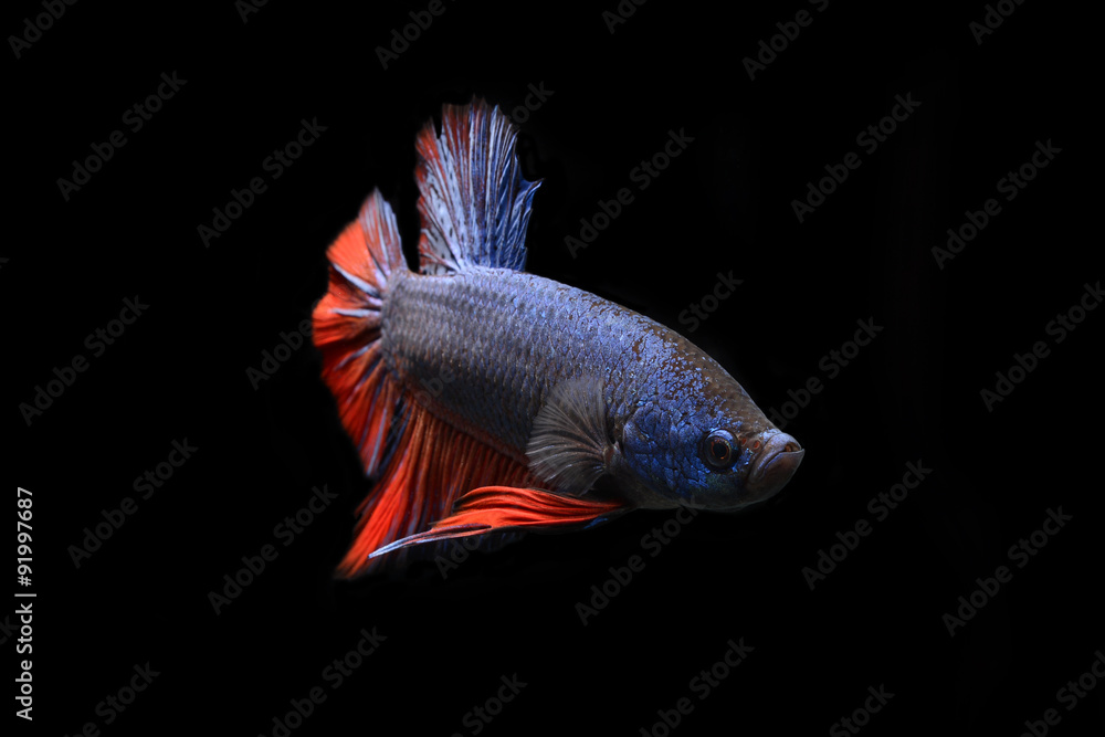 Fototapeta premium siamese fighting fish
