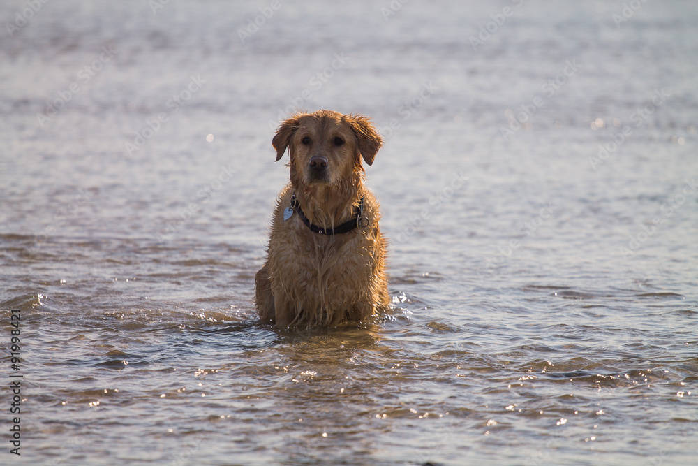 Golden Retriever Dog Play on the beach 