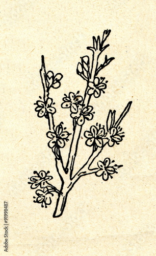 Obraz na plátně Blackthorn (Prunus spinosa) flowers