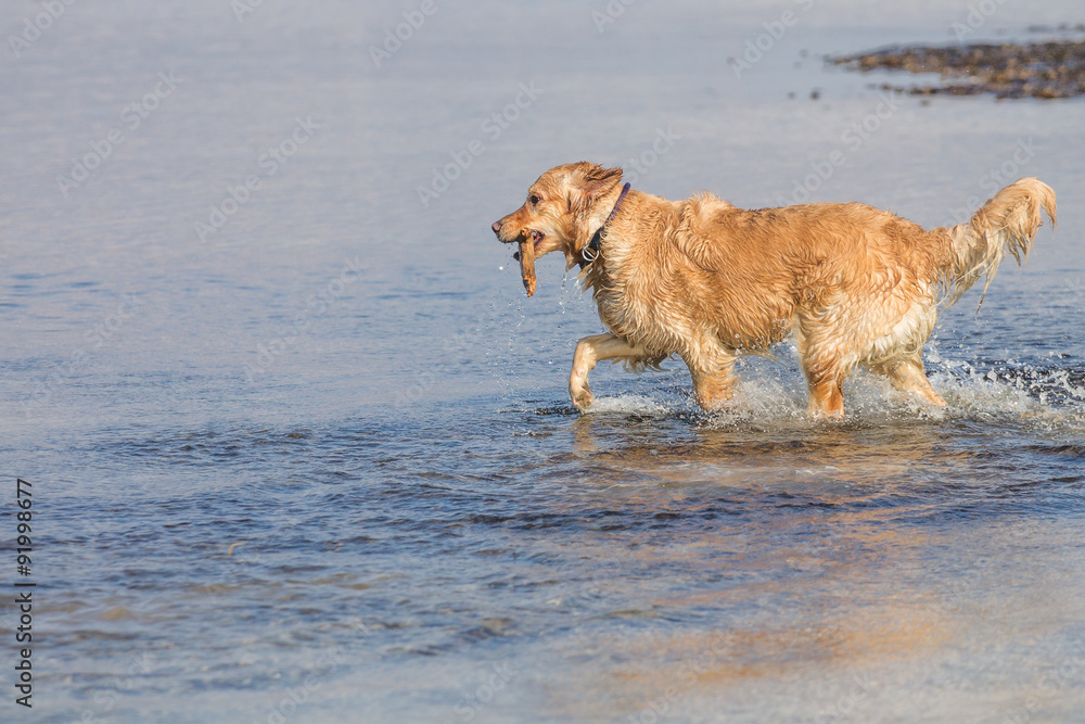 Golden Retriever Dog Play on the beach Golden Retriever Dog Play on the beach