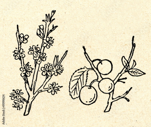 Obraz na plátně Blackthorn (Prunus spinosa) flowers and fruits