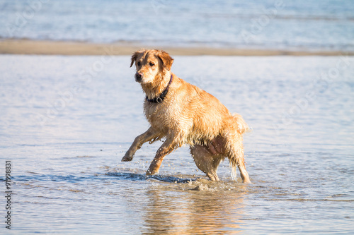 Golden Retriever Dog Play on the beach 