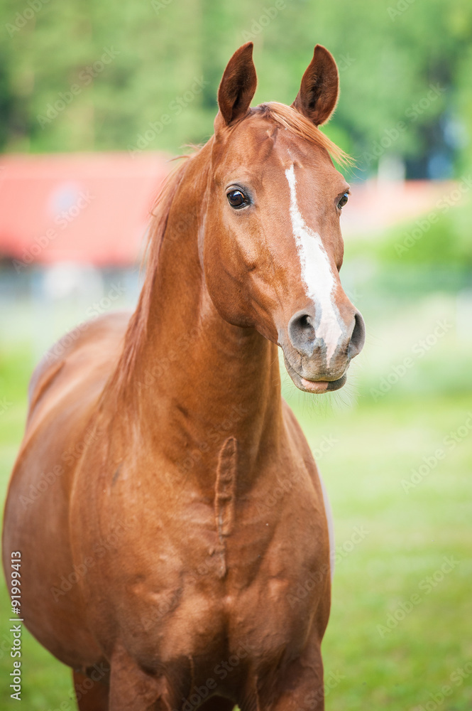 Portrait of beautiful red arabian stallion Portrait of beautiful red arabian stallion