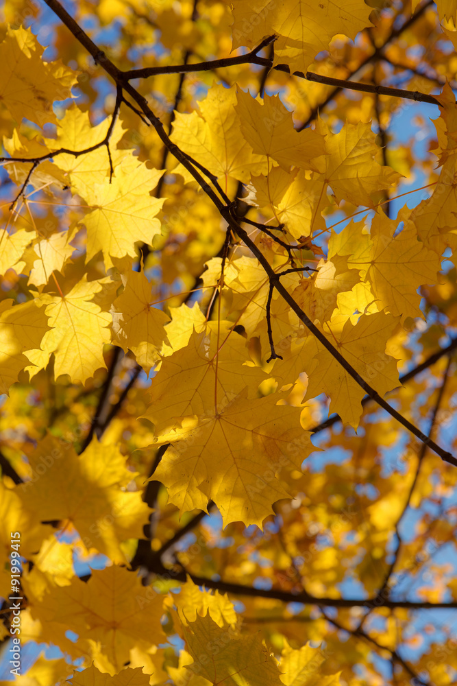 golden autumn golden autumn