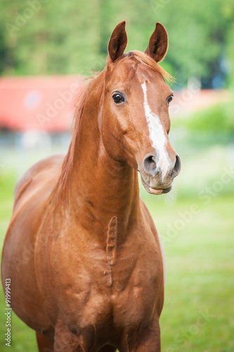 Portrait of beautiful red arabian stallion