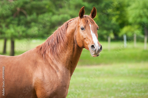 Portrait of beautiful red arabian stallion © Rita Kochmarjova