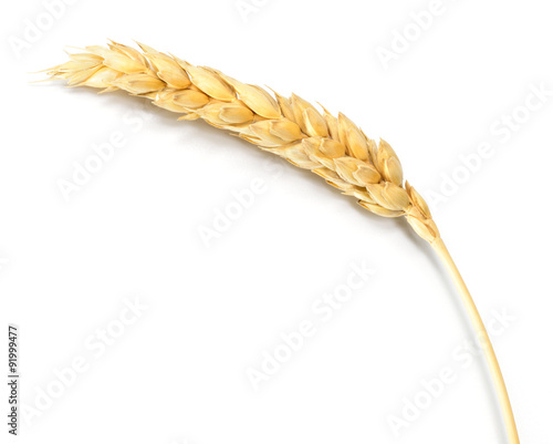 Wheat isolated on white.
