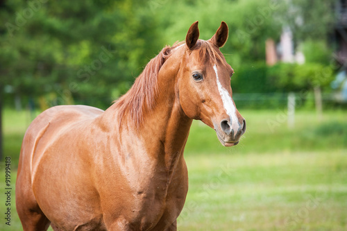 Portrait of beautiful red arabian stallion © Rita Kochmarjova