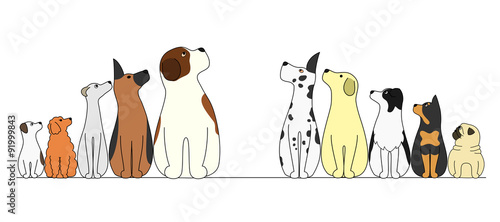 Photography dogs in a row,looking center